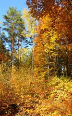 Autumn forest.