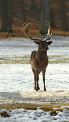Fallow deer