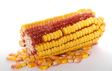 close-up corn on cob kernels isolated on white