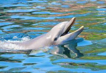 Dolphin smiling. Funny and friendly animal. Greeting from tropical paradise. 
