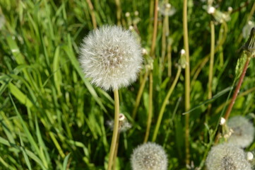 detail of beautiful dandelion with white fluff in sunny summer afternoon