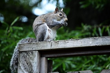 squirril on the fence
