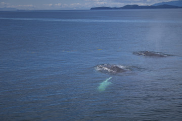 Obraz premium Humpback Whales in Clear Water