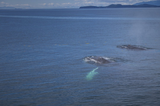 Humpback Whales in Clear Water