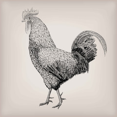 Cock cockerel rooster domestic bird farm animal poultry alive standing. Vector beautiful square closeup livestock agriculture sign signboard side view illustration black outline isolated background