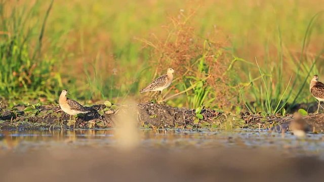 Ruff flock cleans feathers at sunset