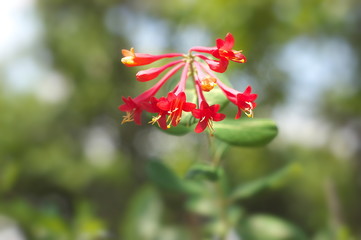 ツキヌキニンドウ