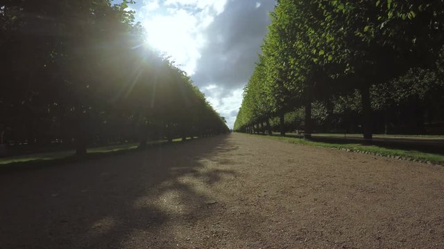 Alley in the Park in Peterhof