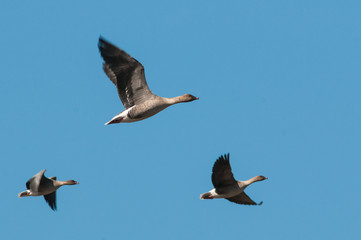 Pink footed goose