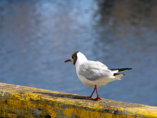 Fototapeta premium Lachmöwe