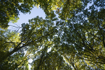 sonnendurchfluteter Herbstwald