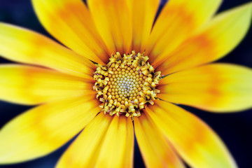 Close-up inside of a yellow flower. Gazania rigens