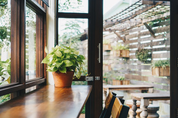 Green plant on table,Daylight from window.