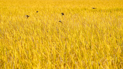 秋の田んぼと雀
