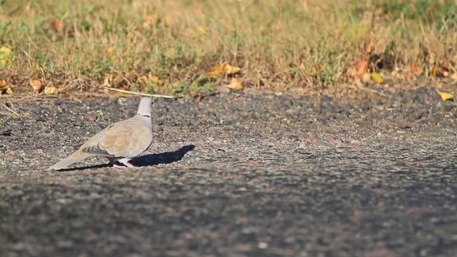 turtledove on the roadside collecting crumbs/turtledove on the roadside collecting crumbs