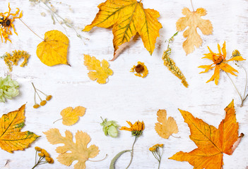 Composition, decoration of yellow leaves.