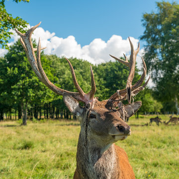 Male deer grazing in field