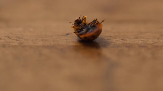 A macro shot of lady bug on its back on wood