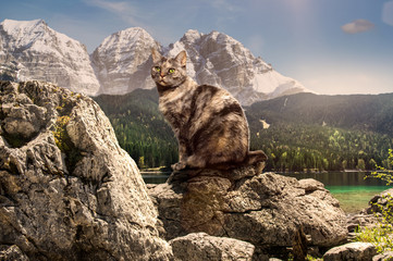 Katze sitzt auf einem Stein am See in den Bergen
