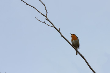 chant du rouge-gorge