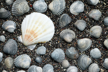 Sea shells on sand. Summer beach background. Top view
