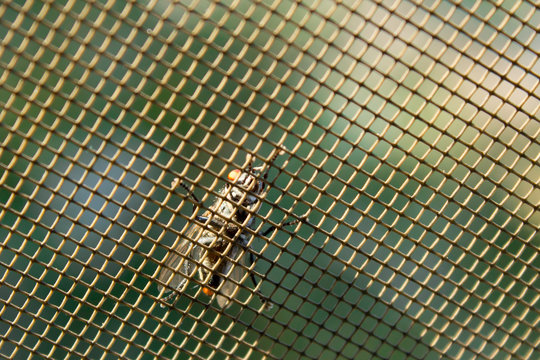 fly on a mosquito grid
