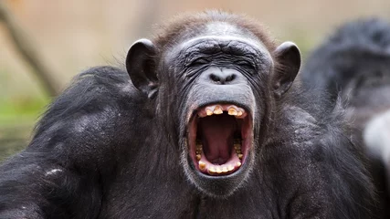 Afwasbaar Fotobehang Aap portrait of a chimpanzee yelling