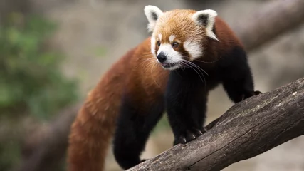 Meubelstickers Panda Een rode panda aan het klimmen