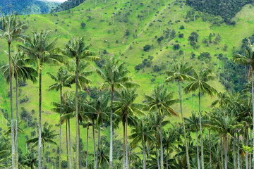 Fototapeta na wymiar Wax Palm Trees View