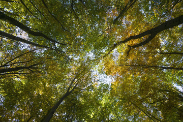 sonnendurchfluteter Herbstwald