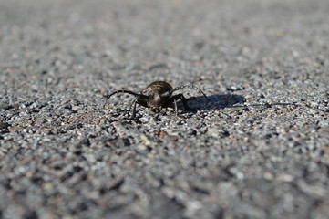 longhorn beetle on the black asphalt road background