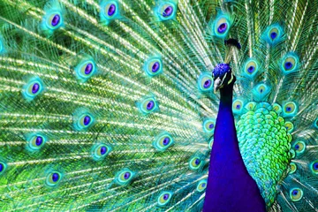 Crédence de cuisine en verre imprimé Paon peacock bird background