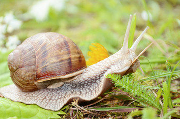 Curious snail in the garden 