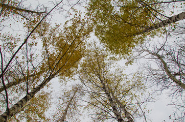 Looking up in a birch forest on autumn