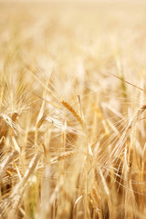 Ears of Wheat