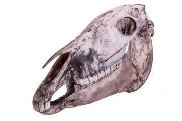 Horse skull. Complete horse skull isolated on a white background.
