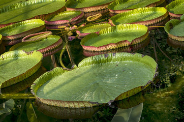 Victoria Regia.Amazonian water lilies in botanical garden of Villa Taranto by Lake Maggiore during Fall, Verbania, Italy