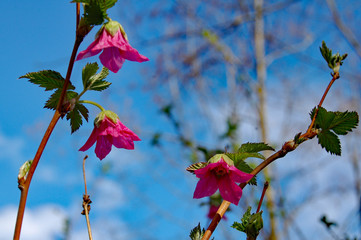 salmon berry flowers with blue sky background
