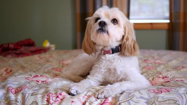 A cockapoo dog sleeps on a bed