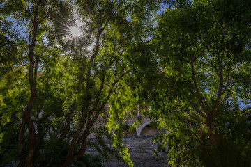 sun rays through leaves on tree on summers day