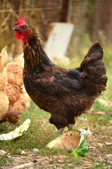  hens in the garden on a farm