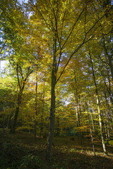 sonnendurchfluteter Herbstwald