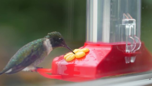Slow motion of a hummingbird eating nectar from feeder