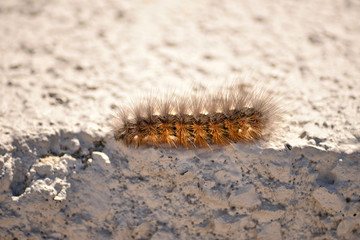 CATERPILLAR 1