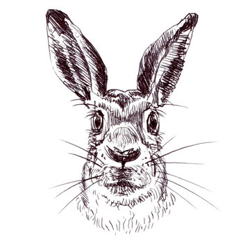 Rabbit, bunny, hare head isolated. Hand drawn pen, sketch, illustration