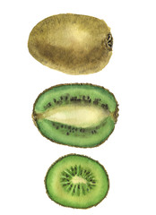 Watercolor kiwi set. Chinese gooseberry illustration isolated on white background. For design, prints or background