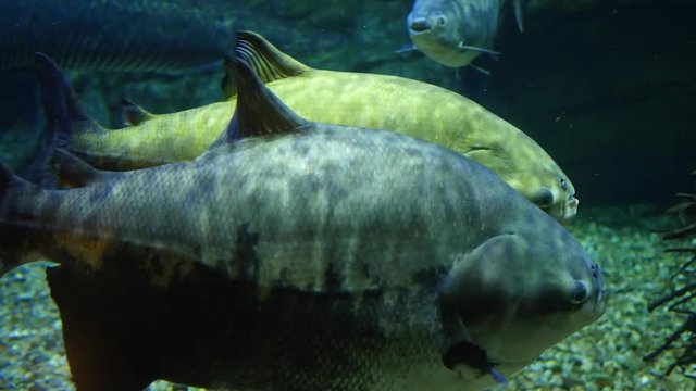 South American fish swimming through aquarium