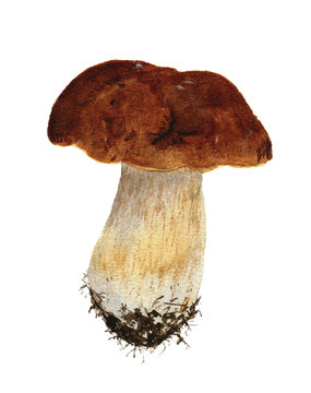 Porcini mushroom. Watercolor illustration. Botanical illustration