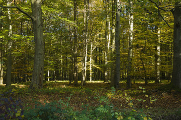 Obraz premium sonnendurchfluteter Herbstwald