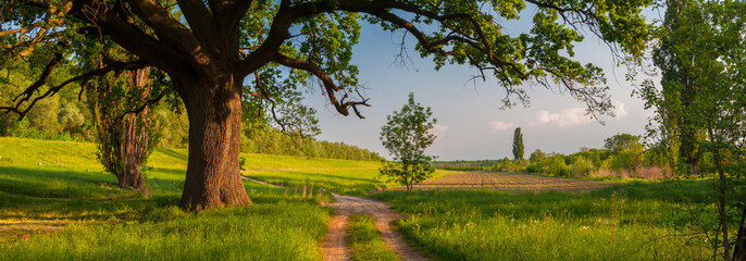 Summer landscape showing huge oak and country road on beautiful sunny day - obrazy, fototapety, plakaty